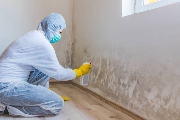 Licensed Basement Mold Remediation service in Somerdale, NJ - WQB Mold Removal