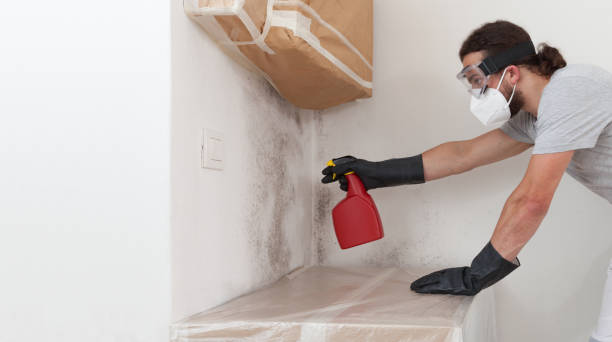 Professional Basement Mold Remediation technician working in Somerdale, NJ