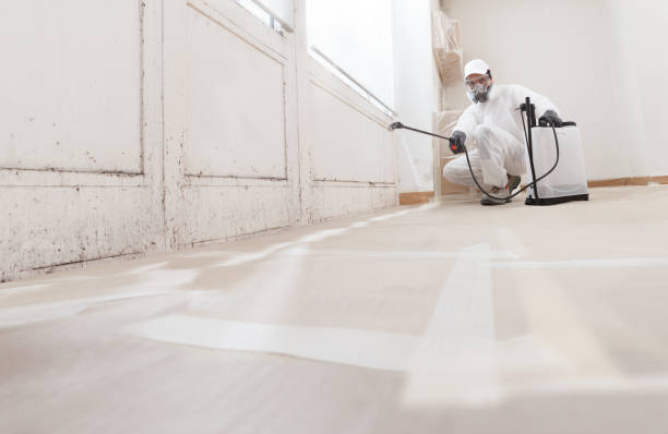 24/7 Emergency Basement Mold Remediation experts in Somerdale, NJ