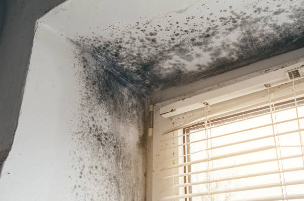 Affordable Basement Mold Remediation solutions in Somerdale, NJ