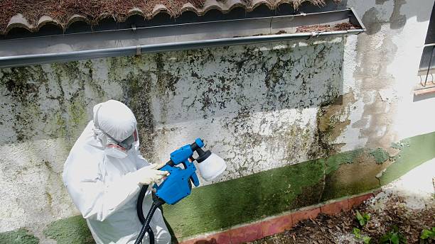 Top rated local Basement Mold Remediation specialists in Somerdale, NJ